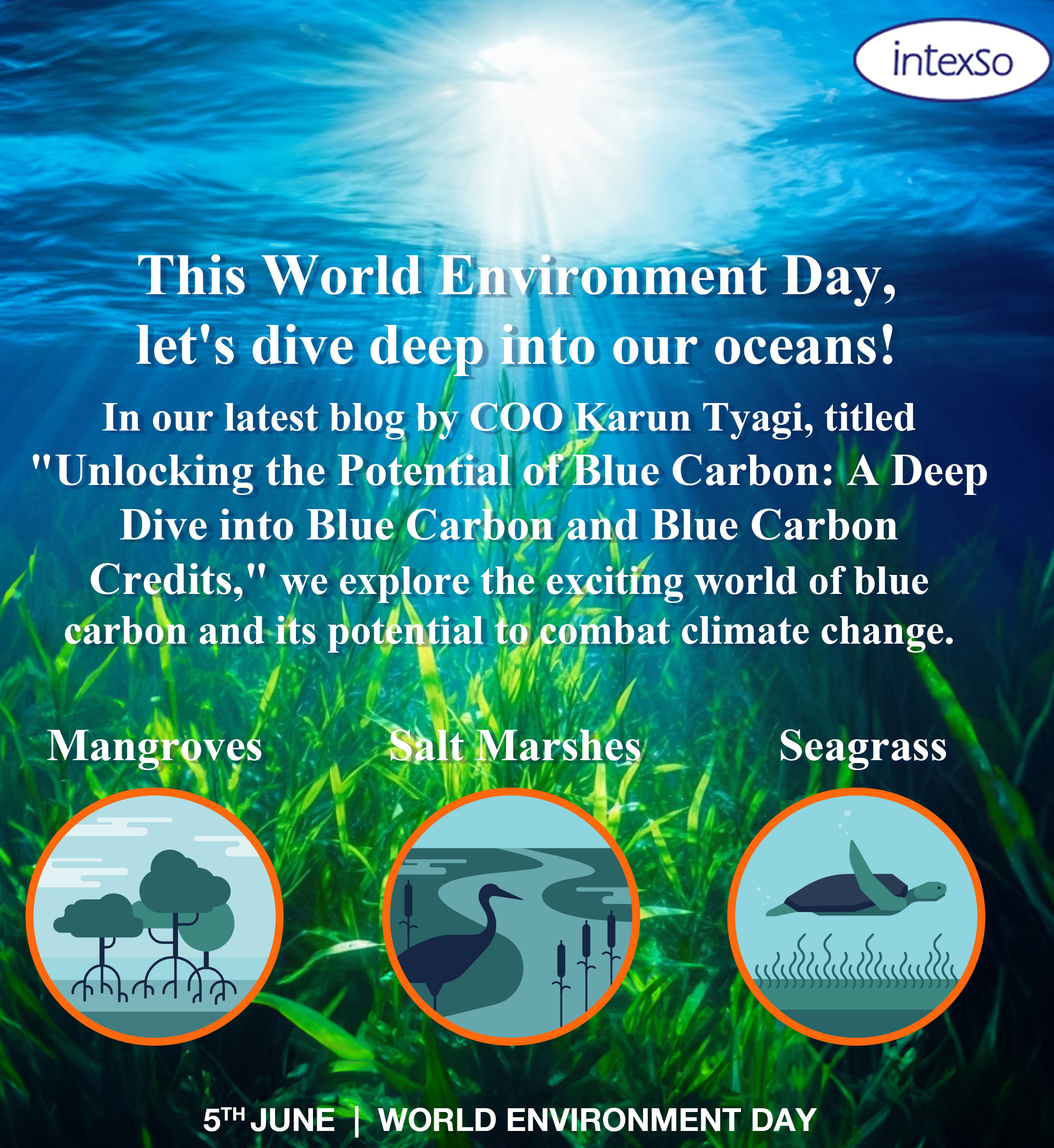 Unlocking the Potential of Blue Carbon: A Deep Dive into Blue Carbon and Blue Carbon Credits